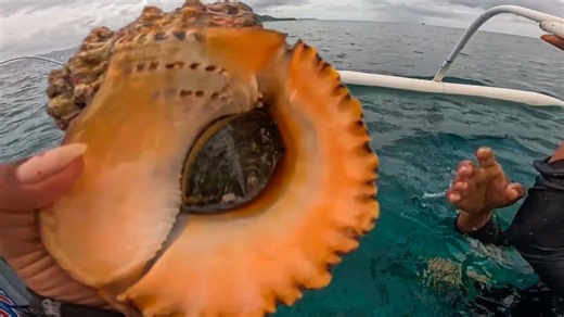 Delving deep into vibrant coral reefs