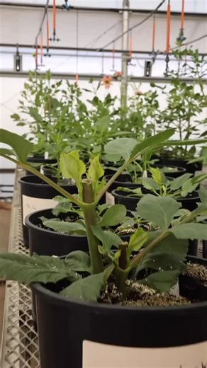 4.1K views · 258 reactions | Here’s a peek into the journey our...