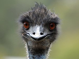 Emu Gets Loose On 422, Wreaks Havoc On Traffic