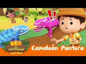 ¡INCREÍBLE! ¡REPTILES que cambian de color! | Leo, El Explorador | Animación | #compilation