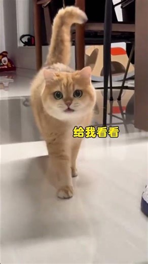 Decoding Kitten Meows: A Cat Lovers' Guide