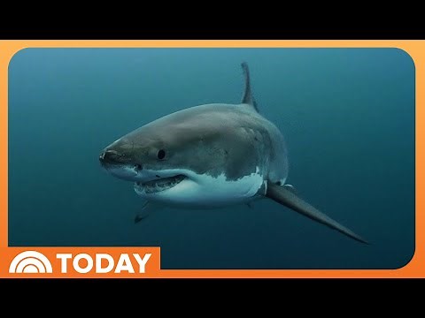 How ‘Jaws’ Inspired Wave of Shark Research and Conservation