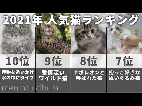 【2021年】人気の猫種ランキングTOP10！それぞれの猫の性格や特徴とは？