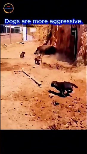 3 Dogs vs. Wild Boar: You Won’t Believe Who Wins!