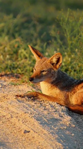 Experience the Beauty of Kruger National Park Wildlife