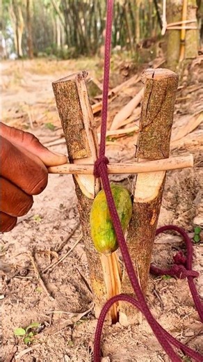 Bushcraft skills: How to set up snare trap in the wild #trap #bushcraft