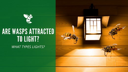 Are Wasps Attracted to Lights? Learn What Lights to Keep and Avoid