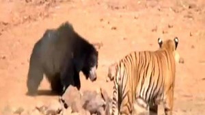 Watch: Fight for survival between tiger and bear | The Times of India