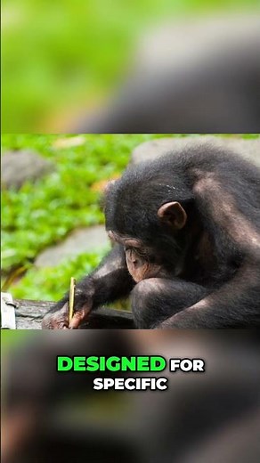 Chimpanzee Genius: Unveiling Tool Use and Clever Adaptations #shorts