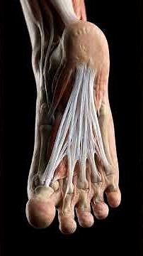 heel pain treatment | calcaneal spur treatment | planter fascitis treatment | heel pain exercises