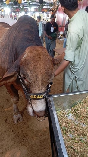 very beautiful Bahama big cow 🔥🔥🐂 #cow​ #animals​ #shorts​ #viralvideo​ #foryou​ #2026