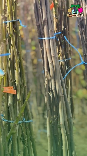 🌱 Sadnice iz Rasadnika Antić – spoj tradicije, kvaliteta i ljubavi prema prirodi. 🌳 Naše sadnice pažljivo se biraju i neguju od prvog dana, kako bi svaki kupac dobio zdravu, jaku i rodnu biljku spremnu za sadnju. 🍎🍒🍑 Bez obzira da li praviš svoj prvi voćnjak ili samo želiš jedno lepo drvo u dvorištu, kod nas ćeš pronaći proverene sorte koje uspevaju u našem podneblju i donose obilan rod. Zbog velikog broja porudžbina i obima posla, molimo vas za malo strpljenja – svaka porudžbina će biti ob
