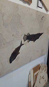 701 reactions · 27 shares | A truly exceptional Green River Formation...