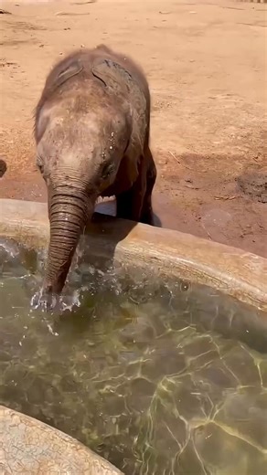 How elephants uses it's trunk 😱 #ElephantTrunk #NatureTech #AnimalFacts #PachydermPower #AmazingAnimals #fblifestyle | WildWhisper