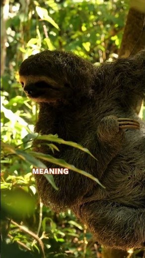 Sloth Facts with Peter & Dr. Rae