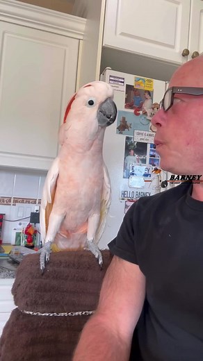 It’s The Barney Show!! The Happiest Show on Earth!! 🧡