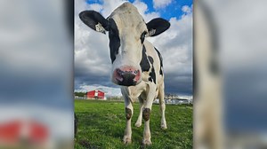BC SPCA look for forever home for bonded bovine pair