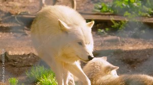 Grey Wolf Walking in Slow Motion Towards Camera with Shallow DOF with Bright Sunlight on Fur 4K