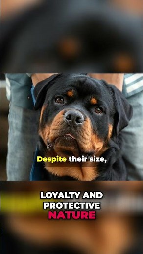 Rottweiler Facts: Loyal, Smart, & Lapdog At Heart?