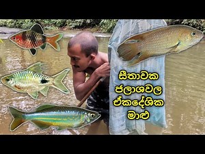 ලංකාවේ ඒකදේශික මත්ස්‍ය වර්ග | Sri Lankan fish in Western Province