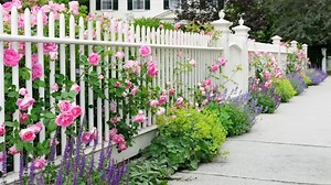 How to Grow and Care for All the Roses in Your Garden