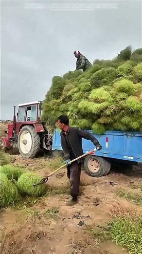 Hay Hoisting: The Art of Farm Labor