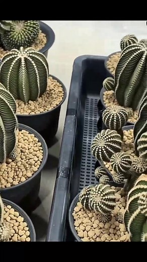 So beautiful cacti | Real Plant Species