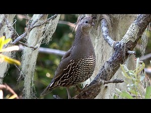 California Quail Chicks Sound the Alarm in Del Monte Forest