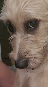 872K views · 14K reactions | ️Ramona conquista las redes con su 'gesto enfadado' tras estar separado muchos días de sus dueños: "solo nos fuimos 20 días" La perrita evita cualquier muestra de alegría al reencontrarse con ellos beluu.m_07 #perra #separación #emotivomomento #animales #cariño | El Español | Facebook