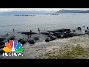Hundreds Of Beached Whales Stranded In New Zealand | NBC News