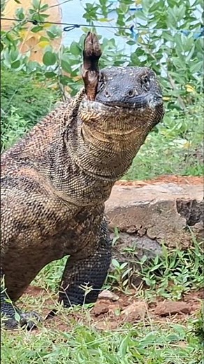 Godzila with lightning speed the Komodo dragon can swallow animal carcasses 😱