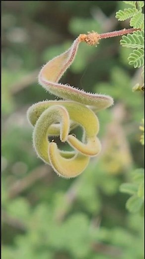 You Won’t Believe What This Flower Becomes… 🌿#acacia #naturelovers