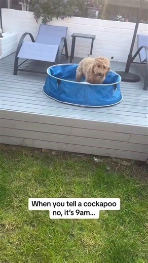 When you tell a Cockapoo Dog #cockapoo #cockapoopuppy #cockapoolove #cockapoolife #cockapoolovely #dog #reelsviralシfbreelsviralシfb #reelsviral #dogsofinstagram #cockapoolovely #reelsviralシfbreelsviralシfb | Cockapoo Lovers