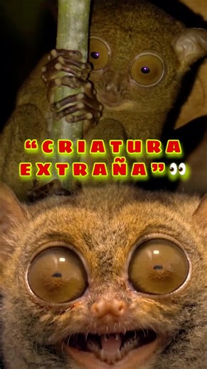 When This Animal Looks at You… It’s Already Too Late #didyouknow #funfacts