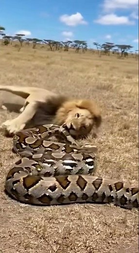 Lion vs Python 🦁💥 Battle of Strength and Stealth! #Wildlife #AnimalBattle #Predators #4K