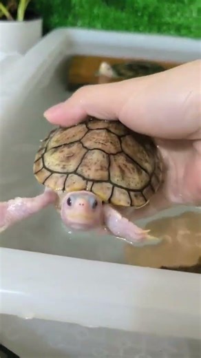 Unboxing My Baby Turtle: A Glimpse into Pet Turtle Growth and Behavior