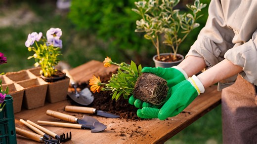 The Simple Tool That Makes Repotting Plants A Breeze (And You Can DIY It Yourself!) - Outdoor Guide
