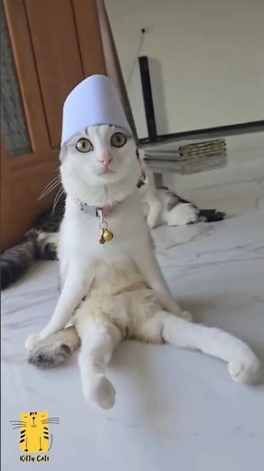 Funny Cat & Cute Kittens849😻 #shorts #kucing #kucinglucu #funny #pet #cat #foryou #viral #viralvideo