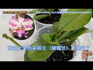 手把手教你复花-蝴蝶兰 126 种在土里的朵丽兰（蝴蝶兰）要换盆了