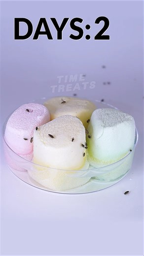 704K views · 3.6K reactions | Decomposing stuff in weird ways timelapse | Time Treats | Facebook