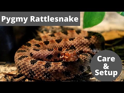 Pygmy Rattlesnake: How To Care & Setup Guide
