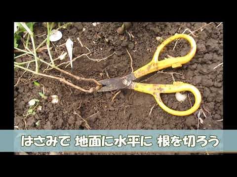 ヤブガラシを駆除しよう！
