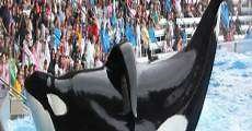 Blackfish (2013) - Ver Película Completa en Español / Castellano - FULLTV