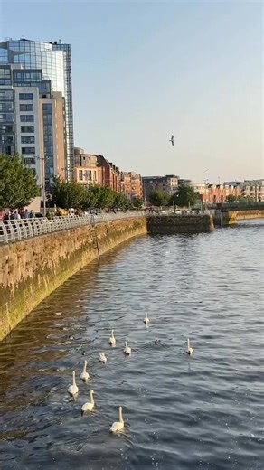 Limerick is glowing—and we’re here for it! Golden rays, riverside strolls, and city streets bursting with life—summer days in Limerick have never looked better. 🎥 Catch the sunshine vibes and start planning your perfect Great Day Out! #Limerick #LimerickEdgeEmbrace #GreatDaysOut #ThingsToDoInLimerick | Limerick.ie