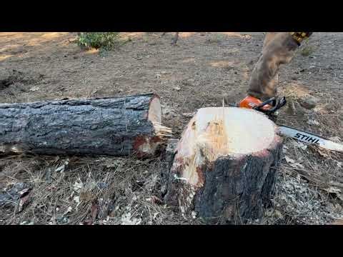 Another little Dutchman cut