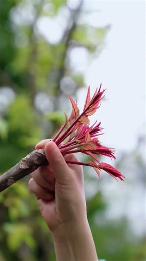 Spring's Secret: Uncover the Romantic Ritual of Foraging Wild Vegetables