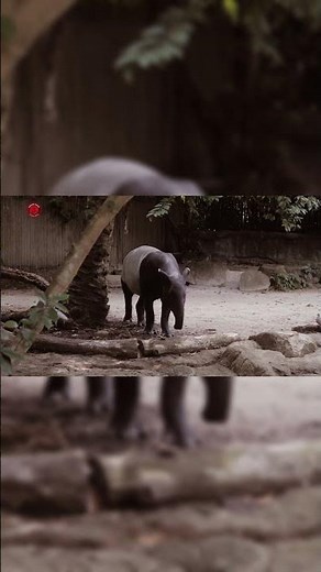 Real Tapir Sounds | High Quality | Strange Tapir Sound Experience! | 4K