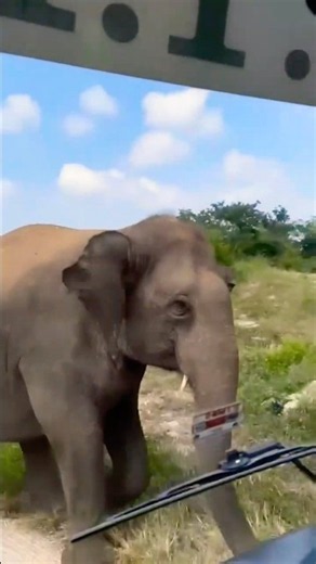If you’re in Bangalore, Bannerghatta Safari is one of the best weekend experiences.