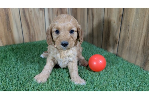 Hope - Cavapoo Puppy 94381C