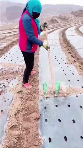 Farmers' DIY Bottle Seeders: Efficient Planting Innovation#village #lifestyle #farming